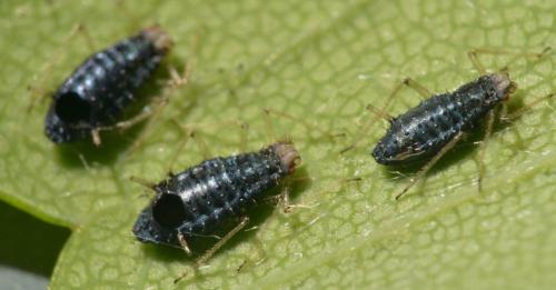 Réf. 302 545 : Drepanosiphum platanoidis